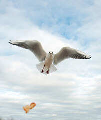 Seagull in the sky.