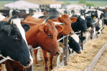 Obraz na płótnie Canvas Cows on Farm. Cows eating hay in the stable.