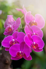 Purple Orchid flower in orchid garden at winter. Orchid flower for postcard beauty and agriculture design. Beautiful orchid flower in garden, in full bloom in farm, on green nature blur background