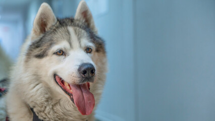 A charming adult husky is waiting for a veterinarians appointment in the corridor of the veterinary clinic.