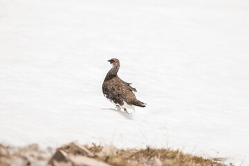 ptarmigan runs in the snow at the Bavarian Alps, Karwendel Mountainrange