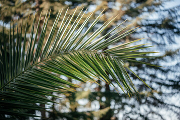 Close up of palm leaves, natural green summer background