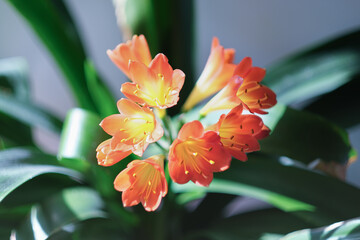 clivia miniata flower in blossom. home plants, city jungle, house decoration, top view