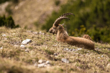 Young Capricorn in the Bavarian Alps, Karwendel Mountainrange