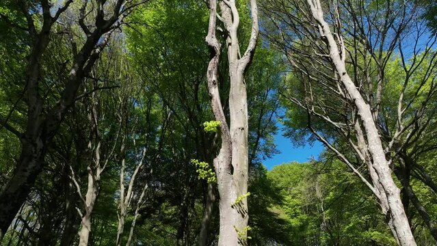 Bosco di faggi in una giornata di sole.
Vista aerea della foresta di alberi di faggio in primavera.