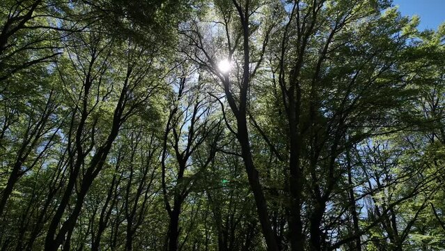 Bosco di faggi in una giornata di sole.
Vista aerea della foresta di alberi di faggio in primavera.