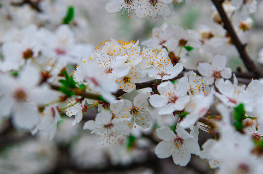 White cherry blossom branch on a cloudy spring day in the garden. Beautiful white flowers and green leaves on fruit tree photography