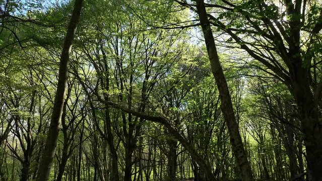 Bosco di faggi in una giornata di sole.
Vista aerea della foresta di alberi di faggio in primavera.