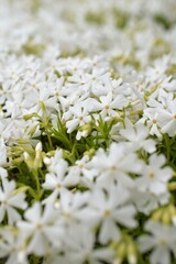 芝桜(シバザクラ)　moss phlox　白色