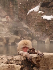 snow monkey bathing in hot spring at nagano, japan