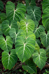 Philodendron Gloriosum growing wild in the rain forest. Green velvet, white vein,  heart shape, rainforest foliage, huge leaf. Suitable for indoor plant. .