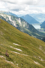 Fototapeta na wymiar Young Capricorn enjoy the view in the Bavarian Alps, Achensee