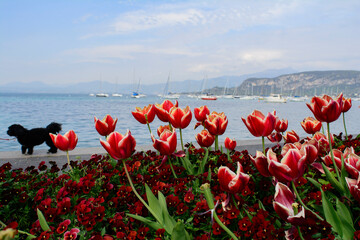 Tulips on the lakeside promenade of Bardolino, lake garda, verona italy