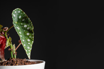 Begonia Maculata Wightii leaf with isolated black background