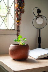 indoor plant on desk table, working table, chinese money plant