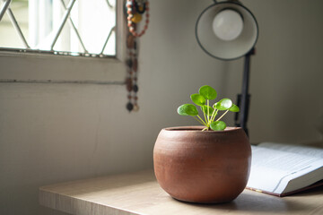 indoor plant on desk table, working table, chinese money plant