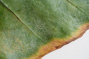 Close up of Alocasia Macrorrhiza Black Stem leaf turn yellow due to spider mites in isolated white...
