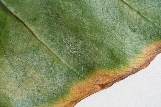 Close up of Alocasia Macrorrhiza Black Stem leaf turn yellow due to spider mites in isolated white background. Spider mites infest, pesticide needed.