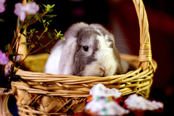 Декоративный кролик, как украшение 