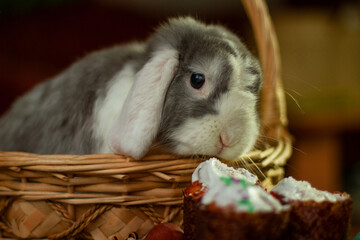 Декоративный кролик, как украшение 