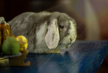 Декоративный кролик, как украшение 