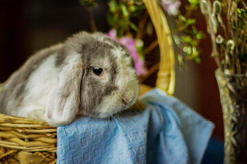 Декоративный кролик, как украшение 