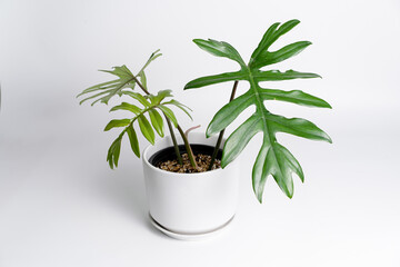 Philodendron Mayoi in white ceramic pot with isolated white background