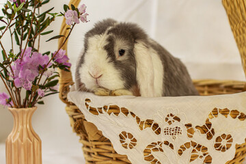 Декоративный кролик, как украшение 