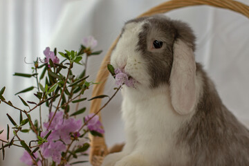 Декоративный кролик, как украшение 