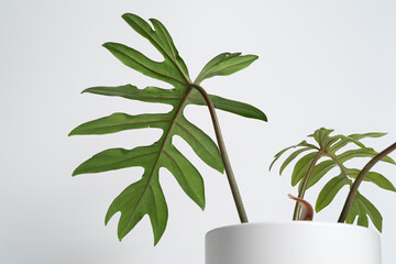 Philodendron Mayoi in white ceramic pot with isolated white background © JCM