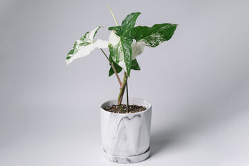 Syngonium Albo variegated plant in marble ceramic pot on isolated white background. White Variegation leaf. Syngonium Albo Variegata.