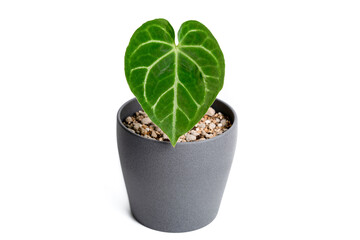 Anthurium Magnifecium plant in grey ceramic pot with isolated white background.