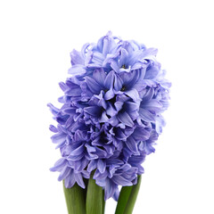 Blue Hyacinth flower head closeup isolated on white