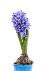 Blue Hyacinth flower bulb in pot isolated on white