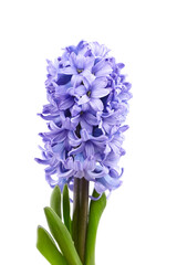 Blue Hyacinth flower head closeup isolated on white