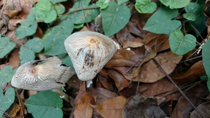 Umbrella mushrooms that are partially damaged in texture