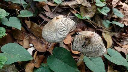 Close-up of the partially damaged umbrella mushroom