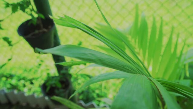 Green leaf of a palm tree, close-up