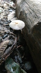 Toadstool that grows on the skin of dead trees
