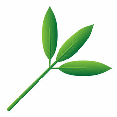 green leaf isolated on white background