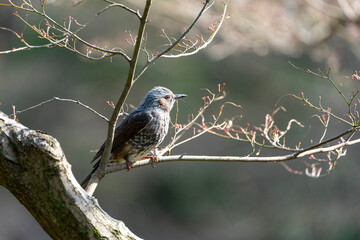 red winged blackbird