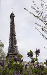 Paris, France: a Japanese cherry tree in bloom with view of The Eiffel Tower, metal tower completed in 1889 for the Universal Exposition and became the most famous monument in Paris