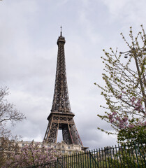 Paris, France: a Japanese cherry tree in bloom with view of The Eiffel Tower, metal tower completed in 1889 for the Universal Exposition and became the most famous monument in Paris