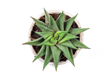 Top view of small cactus plant in white pot - Haworthia limifolia isolate on white...