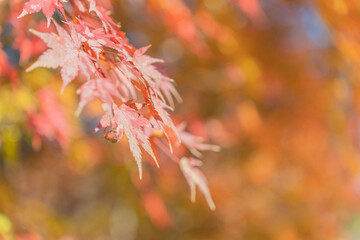 red autumn leaves