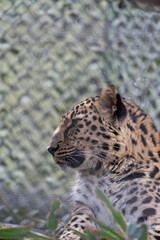 close up of leopard