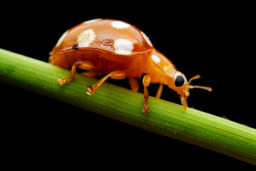 Ladybugs on wild plants, North China
