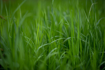 green grass background