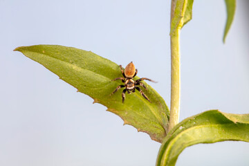 Jumping spider in the wild, North China