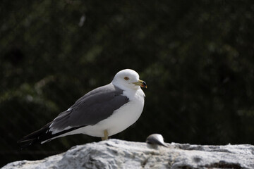 black headed gull